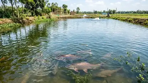Freshwater Pond Fish Harvest