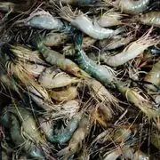 Fresh Golda Chingri giant prawns