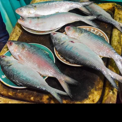 Fresh authentic Padma and Ganga River Ilish
