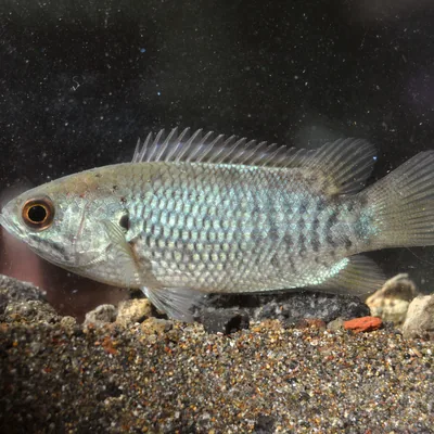 Live Climbing Perch Koi fish
