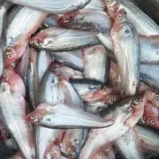 Pond-raised Pabda fish