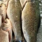Farm-raised Rohu fish (Labeo rohita)