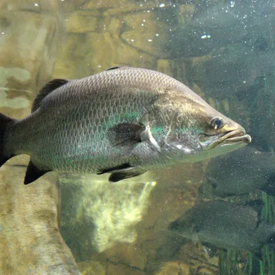 Fresh Kolkata Bhetki fish